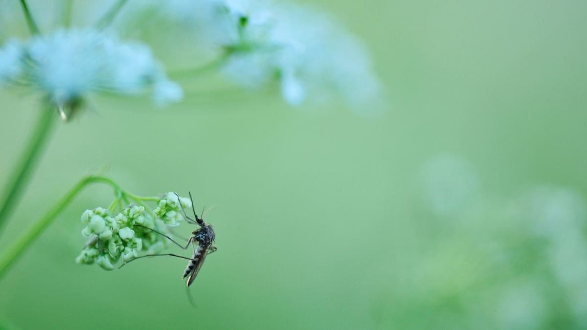 Plantas mosquitos
