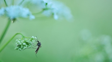 Estas son las mejores plantas para repeler los mosquitos en verano