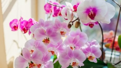 Estas son las plantas más beneficiosas para la salud