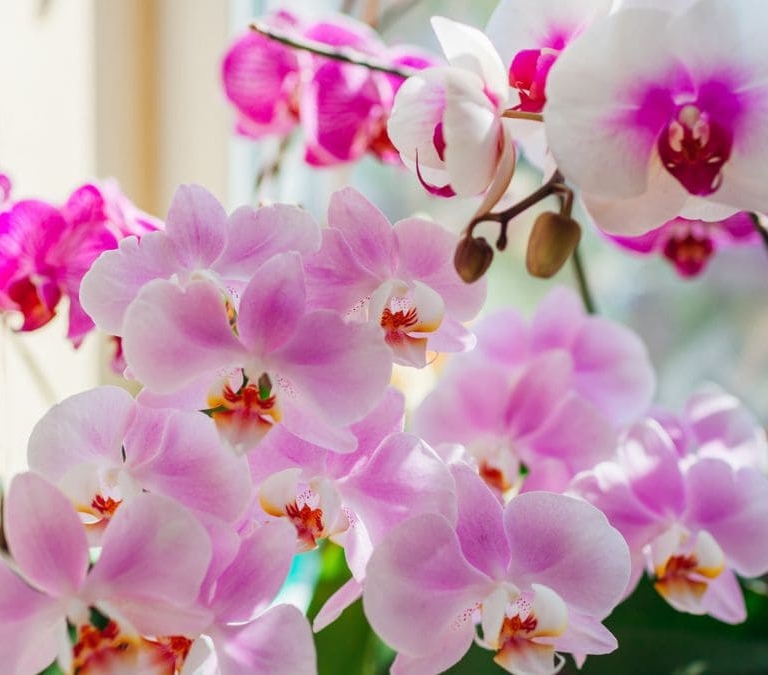 Estas son las plantas más beneficiosas para la salud