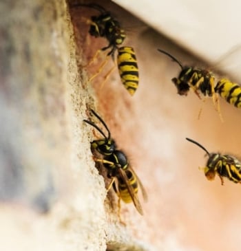El truco viral para repeler a las avispas y mantenerlas lejos de [...]