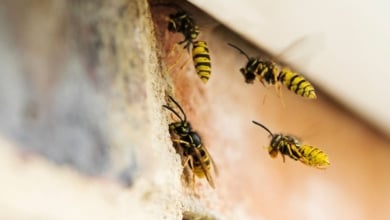 El truco viral para repeler a las avispas y mantenerlas lejos de casa