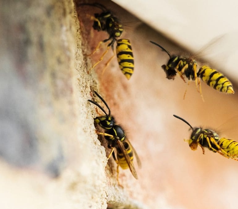 El truco viral para repeler a las avispas y mantenerlas lejos de casa