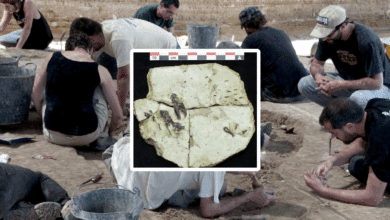 Un topo del Plioceno hallado en Girona cambia el mapa evolutivo de la especie