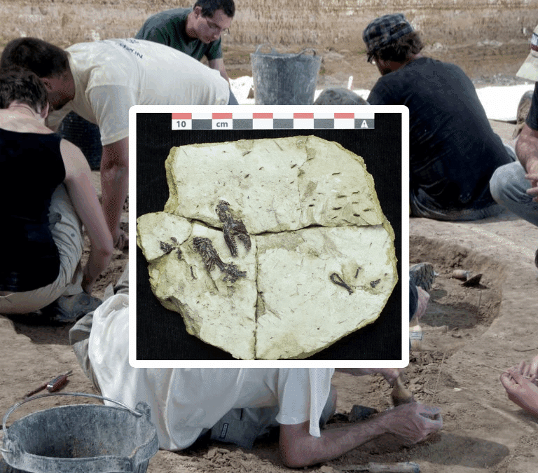 Un topo del Plioceno hallado en Girona cambia el mapa evolutivo de la especie