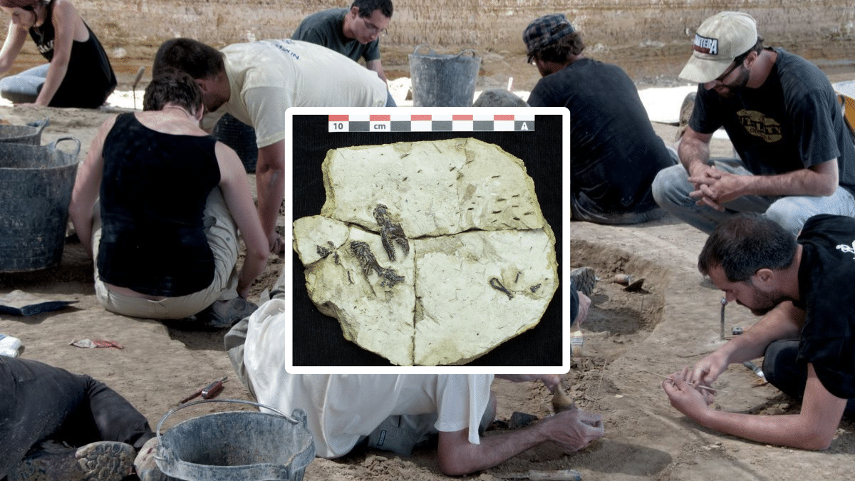 Excavaciones en el Camp dels Ninots de Girona e imagen del topo del Plioceno.