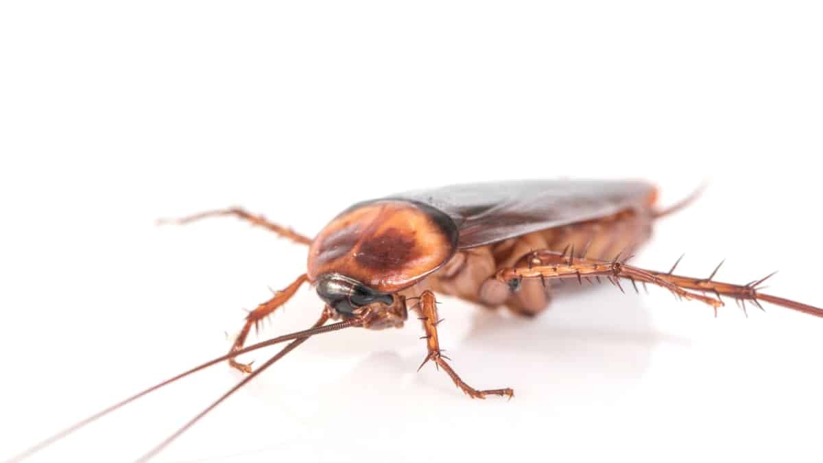 Así es la cucaracha americana que se expande por España