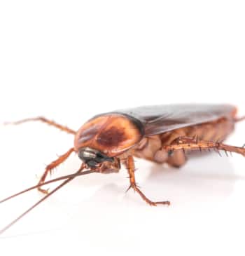 Así es la cucaracha americana que se expande por España