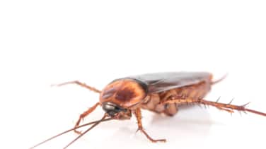 Así es la cucaracha americana que se expande por España