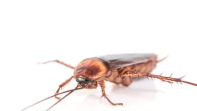 Así es la cucaracha americana que se expande por España