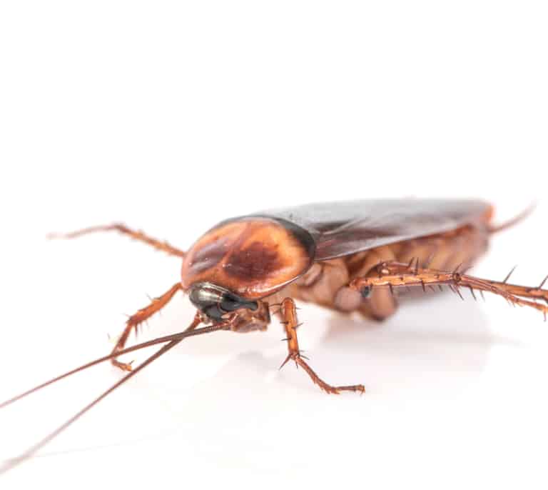 Así es la cucaracha americana que se expande por España