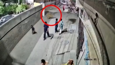 Un león ataca a tres personas en plena calle en Pakistán