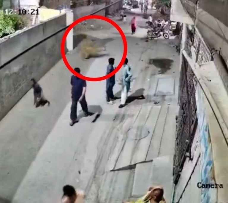Un león ataca a tres personas en plena calle en Pakistán