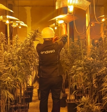 Cada español 'paga' al año 69 euros por producir marihuana... sin saberlo