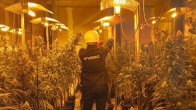 Cada español 'paga' al año 69 euros por producir marihuana... sin saberlo