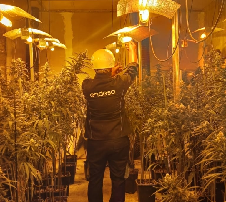 Cada español 'paga' al año 69 euros por producir marihuana... sin saberlo