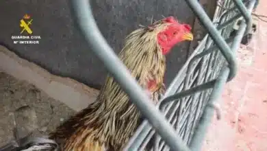 La Guardia Civil pone a disposición judicial a un hombre por maltratar a once gallos en Granada