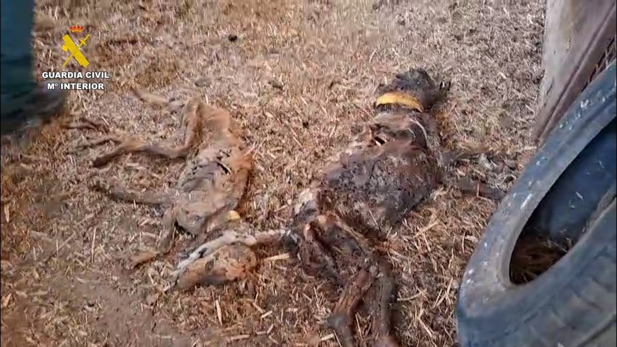 Este es el estado de los perros encontrados en la finca