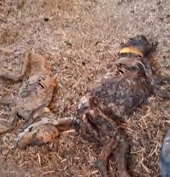 La Guardia Civil halla 32 perros muertos por inanición en una finca [...]
