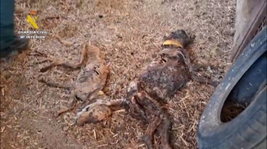 La Guardia Civil halla 32 perros muertos por inanición en una finca de Azuaga (Badajoz)