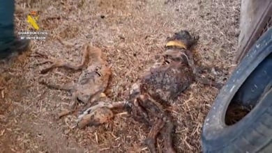 La Guardia Civil halla 32 perros muertos por inanición en una finca de Azuaga (Badajoz)