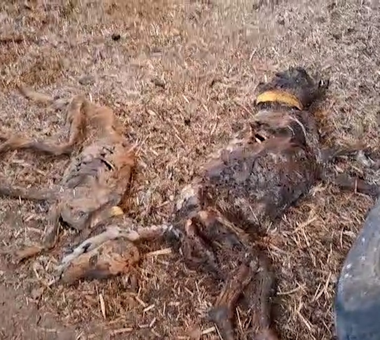 La Guardia Civil halla 32 perros muertos por inanición en una finca de Azuaga (Badajoz)