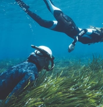 La iniciativa que ha sembrado 37.000 plantas de posidonia para proteger el [...]
