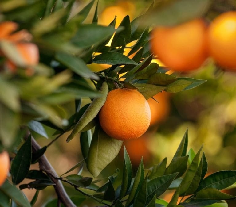 Los alimentos más efectivos para las personas que sudan mucho