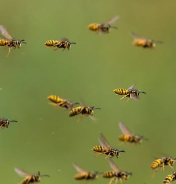 Por qué las avispas pueden ser de gran importancia para frenar el [...]