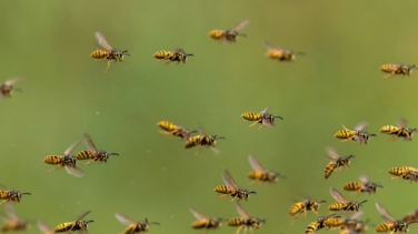 Por qué las avispas pueden ser de gran importancia para frenar el envejecimiento