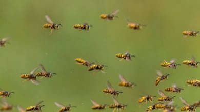 Por qué las avispas pueden ser de gran importancia para frenar el envejecimiento