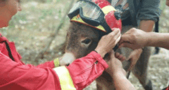 Los ‘burros bomberos’ de Doñana, un cortafuegos natural contra los incendios