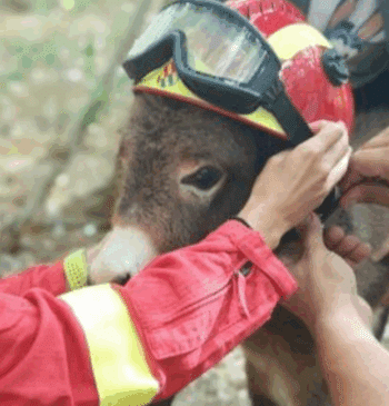 Los ‘burros bomberos’ de Doñana, un cortafuegos natural contra los incendios