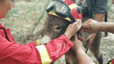 Los ‘burros bomberos’ de Doñana, un cortafuegos natural contra los incendios
