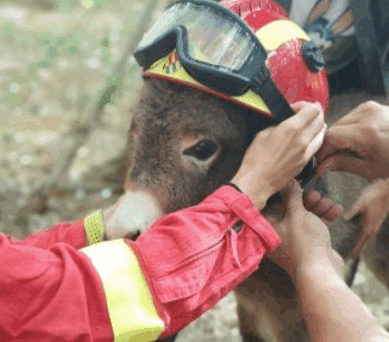 Los ‘burros bomberos’ de Doñana, un cortafuegos natural contra los incendios