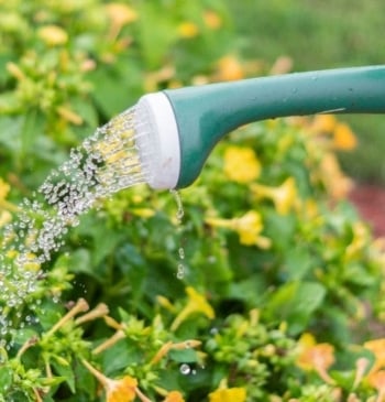 Por qué los expertos recomiendan no regar las plantas por la noche