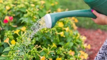 Por qué los expertos recomiendan no regar las plantas por la noche