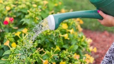 Por qué los expertos recomiendan no regar las plantas por la noche