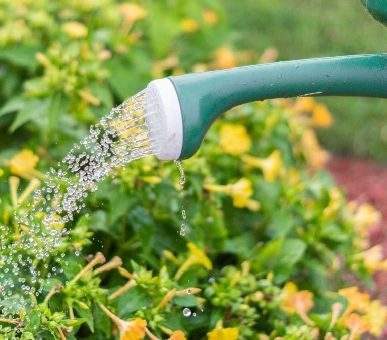 Por qué los expertos recomiendan no regar las plantas por la noche