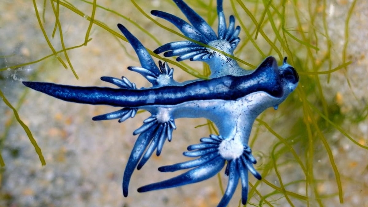 Dragón azul