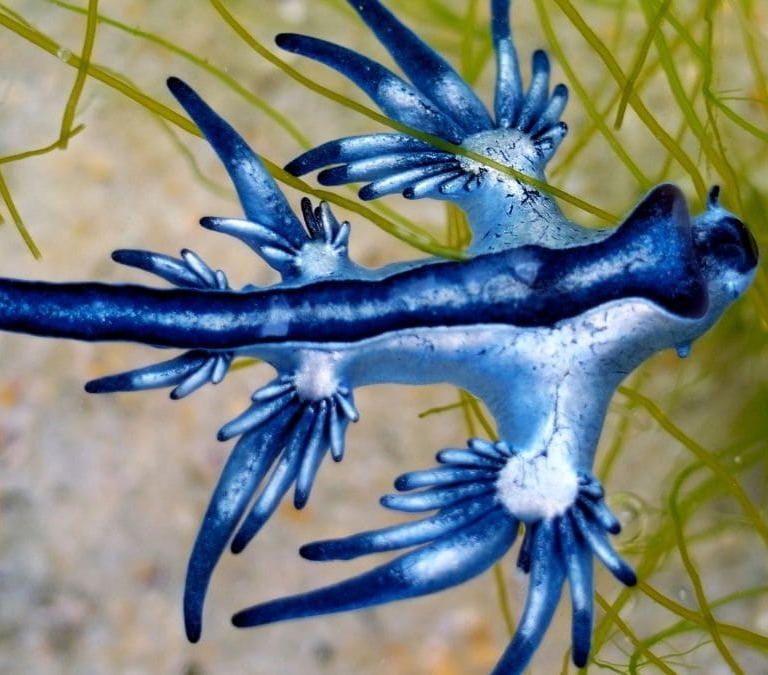 ¿Qué son los dragones azules que amenazan a la costa española y qué hacer si te pican?