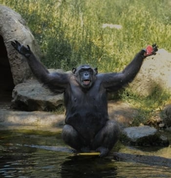 Los animales del Zoo de Barcelona también hacen frente al calor extremo [...]