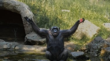 Los animales del Zoo de Barcelona también hacen frente al calor extremo con helados