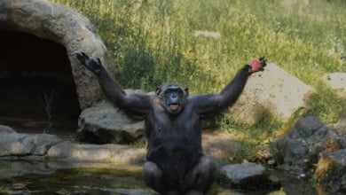 Los animales del Zoo de Barcelona también hacen frente al calor extremo con helados