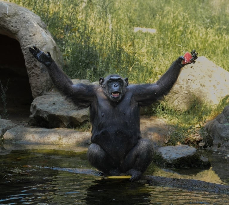Los animales del Zoo de Barcelona también hacen frente al calor extremo con helados