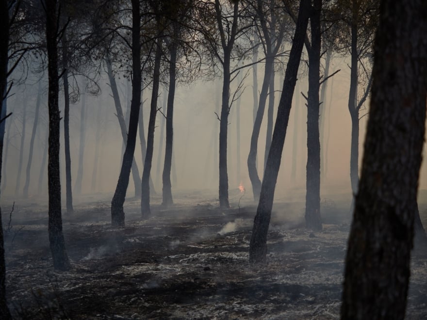 Bosque de pino carrasco en Carcastillo, Navarra, tras el paso del fuego el domingo 10 de agosto.