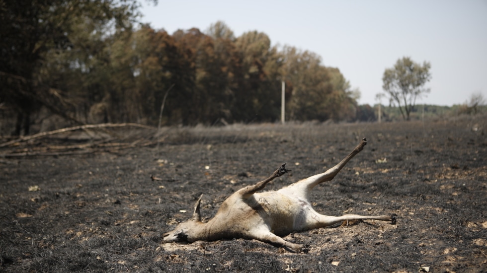 Los incendios de Puercas y Molezuelas (Zamora) avanzan hacia su control, aunque preocupa la situación en Alta Sanabria