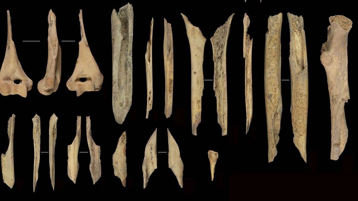 Fragmentos de huesos de las extremidades canibalizados de El Mirador.