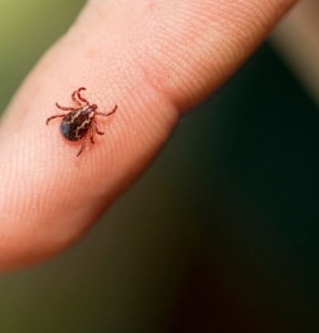ANECPLA alerta del incremento de garrapatas en España