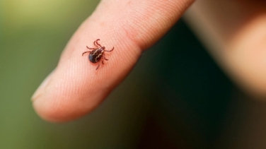 ANECPLA alerta del incremento de garrapatas en España